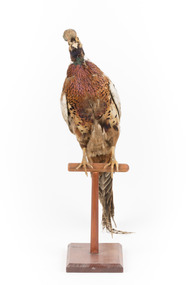 Male Common Pheasant standing on a mounted wooden perch, facing forward