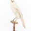 White Goshawk standing on a perch mounted on wood
