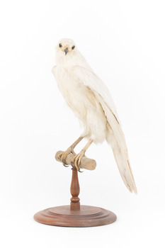 White Goshawk standing on a perch mounted on wood
