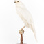White Goshawk standing on a perch mounted on wood