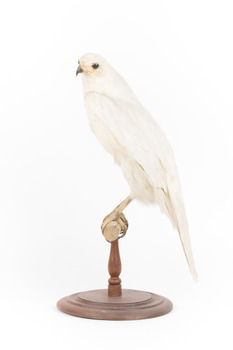 White Goshawk standing on a perch mounted on wood