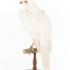 White Goshawk standing on a perch mounted on wood