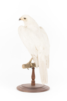 White Goshawk standing on a perch mounted on wood