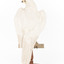 White Goshawk standing on a perch mounted on wood