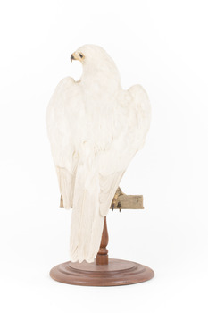White Goshawk standing on a perch mounted on wood