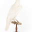 White Goshawk standing on a perch mounted on wood