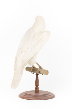 White Goshawk standing on a perch mounted on wood