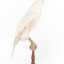 White Goshawk standing on a perch mounted on wood