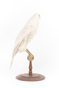 White Goshawk standing on a perch mounted on wood