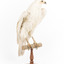 White Goshawk standing on a perch mounted on wood