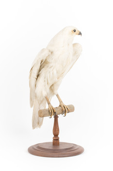 White Goshawk standing on a perch mounted on wood