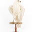 White Goshawk standing on a perch mounted on wood