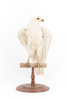 White Goshawk standing on a perch mounted on wood