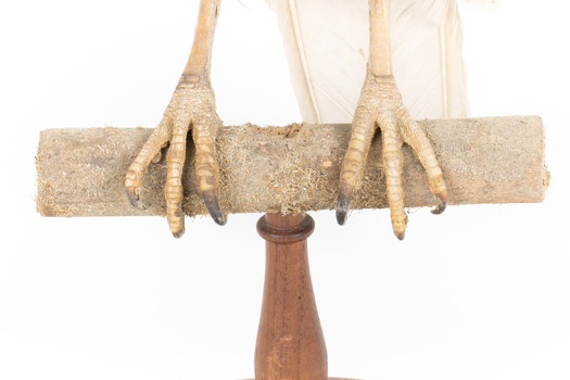 White Goshawk standing on a perch mounted on wood