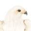 White Goshawk standing on a perch mounted on wood