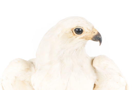 White Goshawk standing on a perch mounted on wood