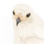 White Goshawk standing on a perch mounted on wood