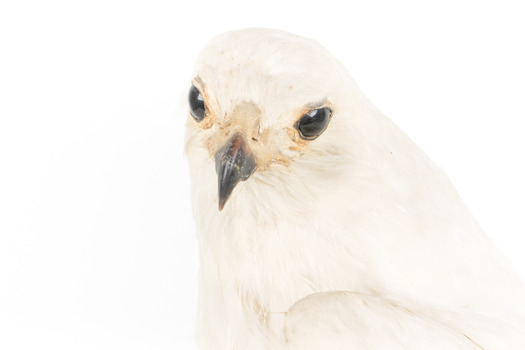 White Goshawk standing on a perch mounted on wood