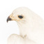 White Goshawk standing on a perch mounted on wood