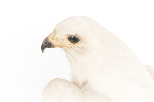 White Goshawk standing on a perch mounted on wood