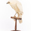 White Goshawk standing crouched on a wooden perch