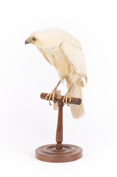 White Goshawk standing crouched on a wooden perch