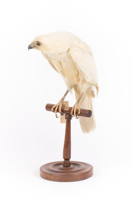 White Goshawk standing crouched on a wooden perch