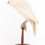White Goshawk standing crouched on a wooden perch