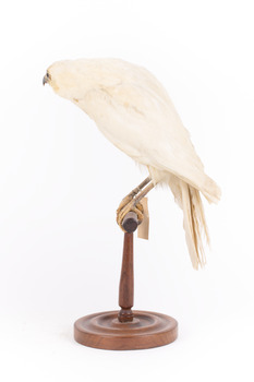 White Goshawk standing crouched on a wooden perch