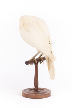 White Goshawk standing crouched on a wooden perch