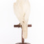 White Goshawk standing crouched on a wooden perch