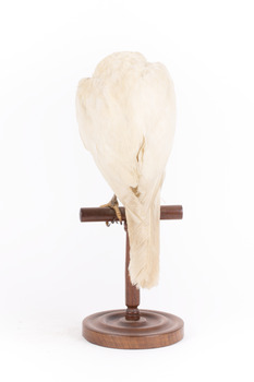 White Goshawk standing crouched on a wooden perch