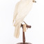 White Goshawk standing crouched on a wooden perch