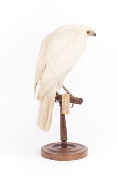 White Goshawk standing crouched on a wooden perch