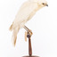 White Goshawk standing crouched on a wooden perch