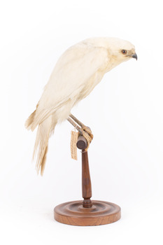 White Goshawk standing crouched on a wooden perch