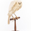 White Goshawk standing crouched on a wooden perch