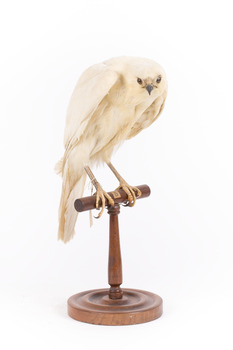 White Goshawk standing crouched on a wooden perch