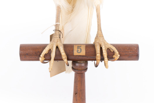 White Goshawk standing crouched on a wooden perch