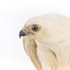 White Goshawk standing crouched on a wooden perch