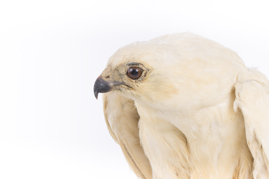 White Goshawk standing crouched on a wooden perch