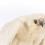 White Goshawk standing crouched on a wooden perch