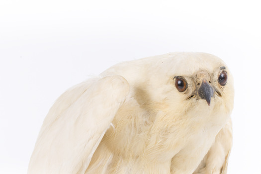 White Goshawk standing crouched on a wooden perch