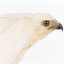White Goshawk standing crouched on a wooden perch