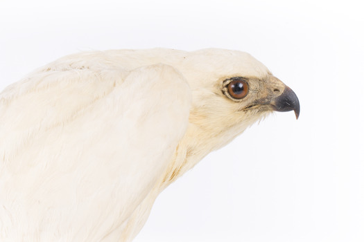 White Goshawk standing crouched on a wooden perch