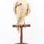 White Goshawk standing crouched on a wooden perch