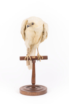 White Goshawk standing crouched on a wooden perch