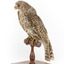 Powerful Owl standing on wooden mount facing forward