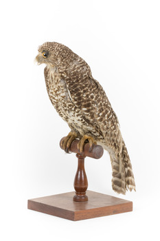 Powerful Owl standing on wooden mount facing forward