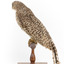 Powerful Owl standing on wooden mount facing forward